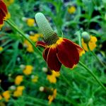 Brandon Koons - @backyardnativeplants - Instagram
