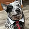 Brandon_and_Louie - @brandon_and_louie - TikTok