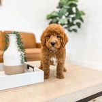 brandon_lovely_paws_for_me2 - @brandon_lovely_paws_for_me2 - Instagram