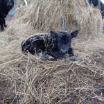 Brandon Lowell - @littleraccooncreekfarm - Instagram