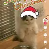 brandon lucio - @brandon.lucio61 - TikTok