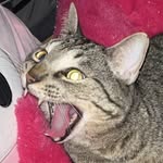 brandon 🐈‍⬛🐾 - @brandon_lyle_ - Instagram