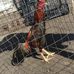 Brandon Machado - Facebook