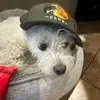 My dog Benji - @brandon.machado45 - TikTok