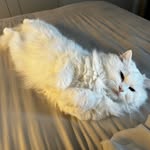 brandon mak - @ionknowhatoput - Instagram