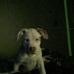 Brandon Mcafee - @brandonmaclol - Instagram