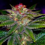 Brandon Moberly - @kushhits - Instagram
