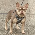 Brandon Moyer - @old_dominion_frenchies_llc - Instagram