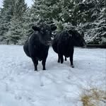 Brandon Mueller - @crookedmcattleco - Instagram
