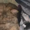 Brandon Pacheco - @brandon.pacheco7 - TikTok