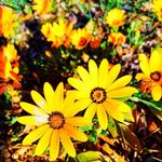 Brandon Sass - @mistersass - Instagram