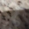 Brandon Sharpe - @brandon.sharpe - TikTok
