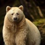 Brandon Bjorn Thomas Shuler - @brandonbjornthomas - Instagram