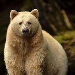 Brandon shuler - @berserkerbear6346 - Instagram