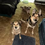 Brandon Shuler - @shuler8022 - Instagram