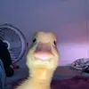 brandon980 - @brandonslone65 - TikTok