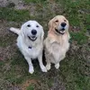 Brandon Snow - @brandon.snow37 - TikTok