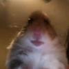 brandonvanderlem276 - @volg.voor.volg918 - TikTok
