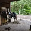 Brandon Widener - @brandon.widener - TikTok