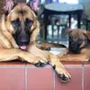 Brandy Arias - @simba_x_brisa - TikTok
