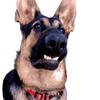 Barnum - @barnum_the_talking_dog - TikTok
