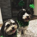 Brandy&Bentley - @brandyandbentley - Instagram