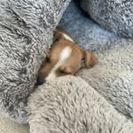 Brandy Byrne🩷 - @brandy_jackrussell - Instagram