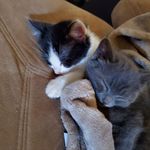Brandy Hansel Dunlap - @dunlap_furrs_and_purrs - Instagram