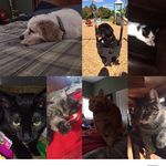 Brandy Shaggy Rain Hobbs - @brandy.shaggy.rain.hobbs - Instagram