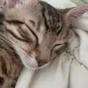 Cat lover - @brandyjoseph413 - TikTok