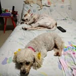Brandy Lee Sr.Bigotes Nieves - @brandyleesrbigotesnieves - Instagram