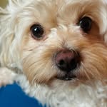 Brandy Marie SP🐶de🇻🇪 para 🇺🇸 - @brandymarie980 - Instagram