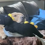 Brandy Norton - @nortinobee - Instagram