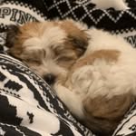 Brandy Paris 🐶🐾🤎 - @brandy_paris1 - Instagram