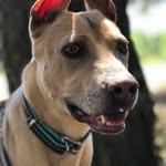Brandy 🐕 🥃 - @brandy_thai_ridgeback - Instagram
