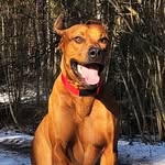 @brandyridgeback - Instagram
