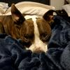 Brandy Rubio Scherle - @pooterthepitty - TikTok