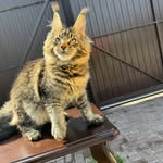 Brandy Vinson - @maine_coon_kittens_for_sale673 - Instagram