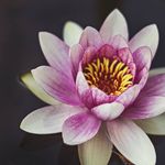 Brandy Watkins - @bwatkinsphoto - Instagram