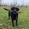 BrantwoodFarms - @brantwoodfarms - TikTok