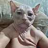✝️ braxton - @braxtoncookies - TikTok