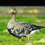 Braxton Frazier  Howard - @braxtonhoward_3456 - Instagram
