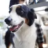 BraxtonTheAussie - @braxtonskitchen - TikTok