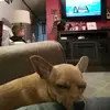 braydenchaffee123 - @gabbythethedogg - TikTok