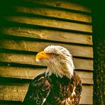 Brayden Chambers - Facebook