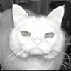 Brayden Davidson - @brayden._.davidzon - TikTok