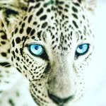 Brayden deleon - @solowolfboy299 - Instagram