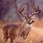 Brayden Evans - @country_boy2002 - Instagram