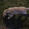 Brayden_Evans - @brayden_evans1 - TikTok