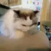 brayden_evanss - @brayden_evanss - TikTok